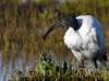 Ibis sacré